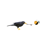 Honeybee Blackbird Sticker by MOSTbee