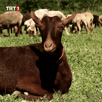 Look What GIF by TRT