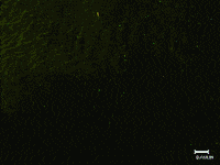 Sri Lanka Animation GIF