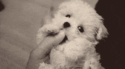 dog puppy GIF