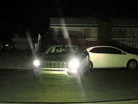 Petoria GIF