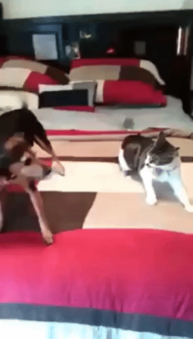 It's Cat vs. Dog in the Adorable Battle of the Century