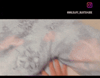 Trending Hund GIF