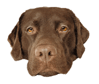 Twinkle Hund Sticker