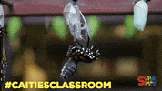 butterfly GIF by Super Simple