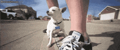 boss GIF