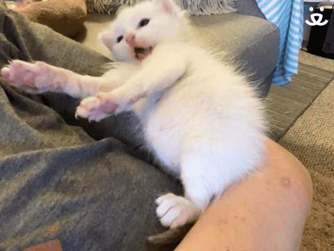 Kitten Nodding 