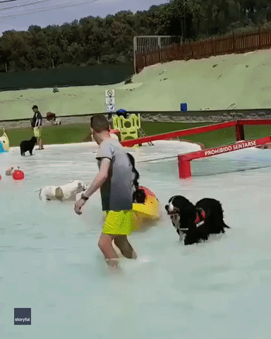 Spanish Waterpark for Dogs Looks Like Pooches' Paradise