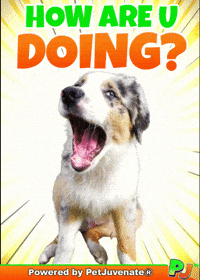 PetJuvenate petjuvenate henlo hooman fren love rescue dogs treatos and woofer for pupper GIF