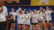 Volleyball Yes GIF by Towson University