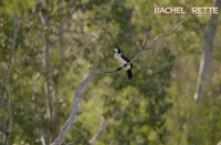 rose ali GIF by The Bachelorette Australia