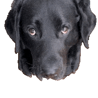 CollabDogTrain labrador retriever black lab service dog training deep pressure therapy Sticker