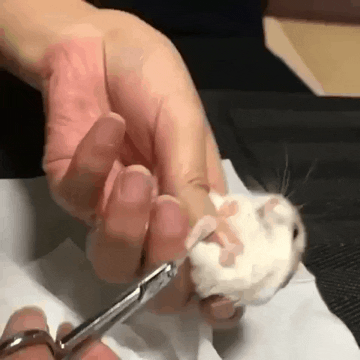 cuteanimalland giphyupload GIF