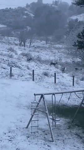 Deer Frolic in Boxing Day Snow in Durham, England