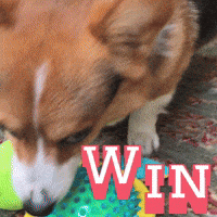 Corgi Win GIF