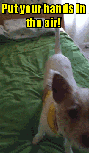biscuit GIF