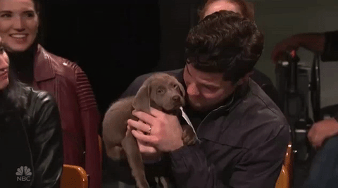 snl puppy GIF by Saturday Night Live