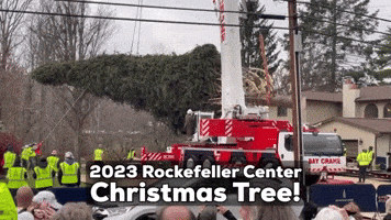 The 2023 Rockefeller Center Christmas Tree