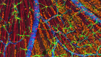 uviccampuslife zoom microscope cells uvic GIF