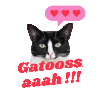 In Love Cat Sticker by Gatooss