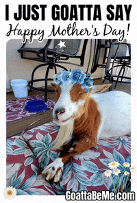 Mothers Day GIF by Goatta Be Me Goats! Adventures of Java, Toffee, Pumpkin and Cookie!