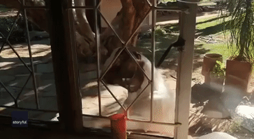 Goat's Morning Routine Includes Grabbing a Bite to Eat at Farmer's Window
