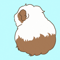 Licht Guineapig GIF