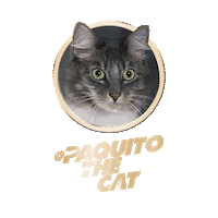Licking Cat Food Sticker by Sheba Official