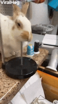 Fluffy Bunny Loves to Knock Things Over