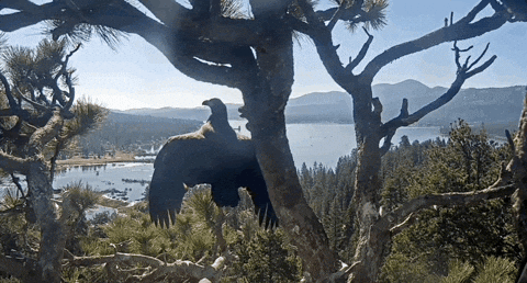 PopularScience giphyupload bald eagle GIF