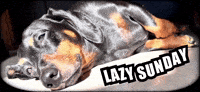 Dog Sun GIF