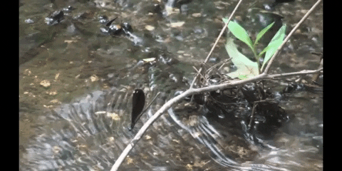 Climate Change Education GIF by DIIMSA Stock