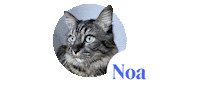 Cat Dog Sticker by dalma_app