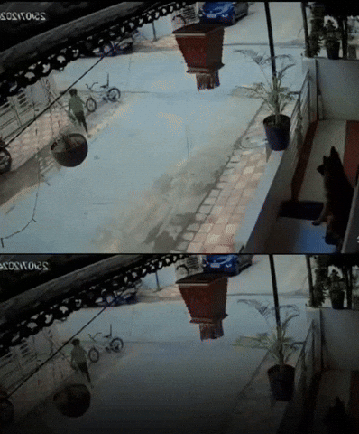 cuteanimalland giphyupload GIF