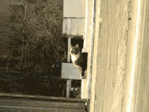 cat fail GIF