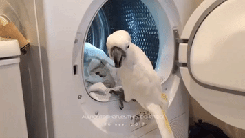 Harley the Cockatoo Does the Laundry