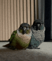 Parrot GIF
