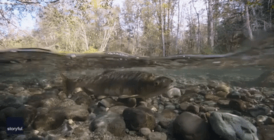 Incredible Close-Up Footage Captures Bear Hunting Salmon in Canada