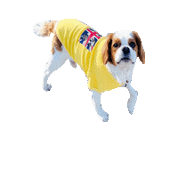 Dogs Love Sticker
