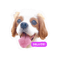 Cavalierkingcharlesspaniel Sticker