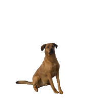 Dog Amsterdam Sticker by Eastbound Gym