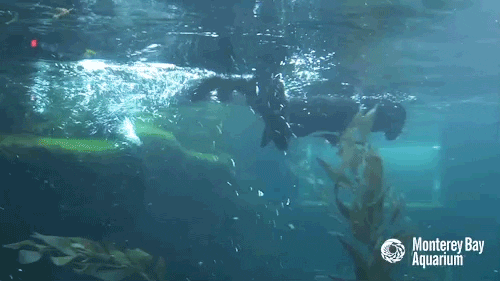 sea otter dive GIF by Monterey Bay Aquarium