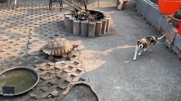 The Tortoise and the Beagle: Pet Tortoise Chases Dog Through Home in Taiwan