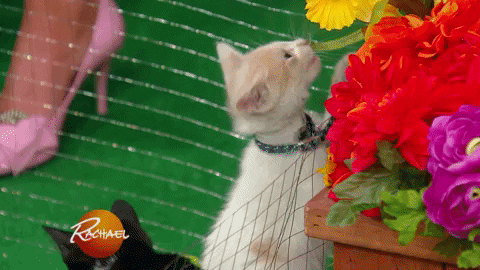 adopt north shore animal league GIF by Rachael Ray Show