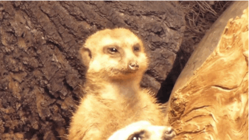 asleep GIF