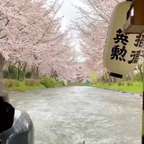 Boat Tour in Kyoto Captures Japan's Cherry Blossoms in Full Bloom