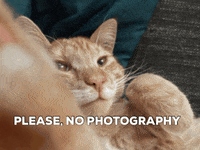 Jaydu cat photography GIF