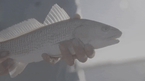 fisherguiding giphygifmaker GIF