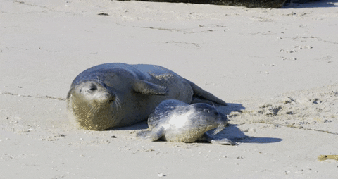 GIF by Oceana