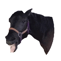 horse laughing STICKER by imoji